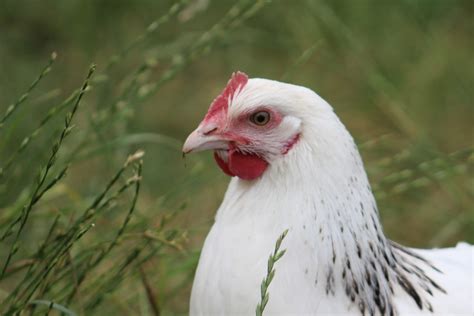 chambana farm & garden - <strong>craigslist</strong>. . Hens for sale craigslist